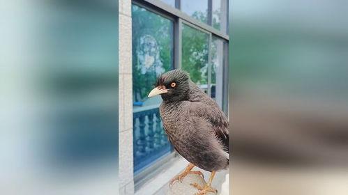 娱乐吃瓜小八哥是谁啊